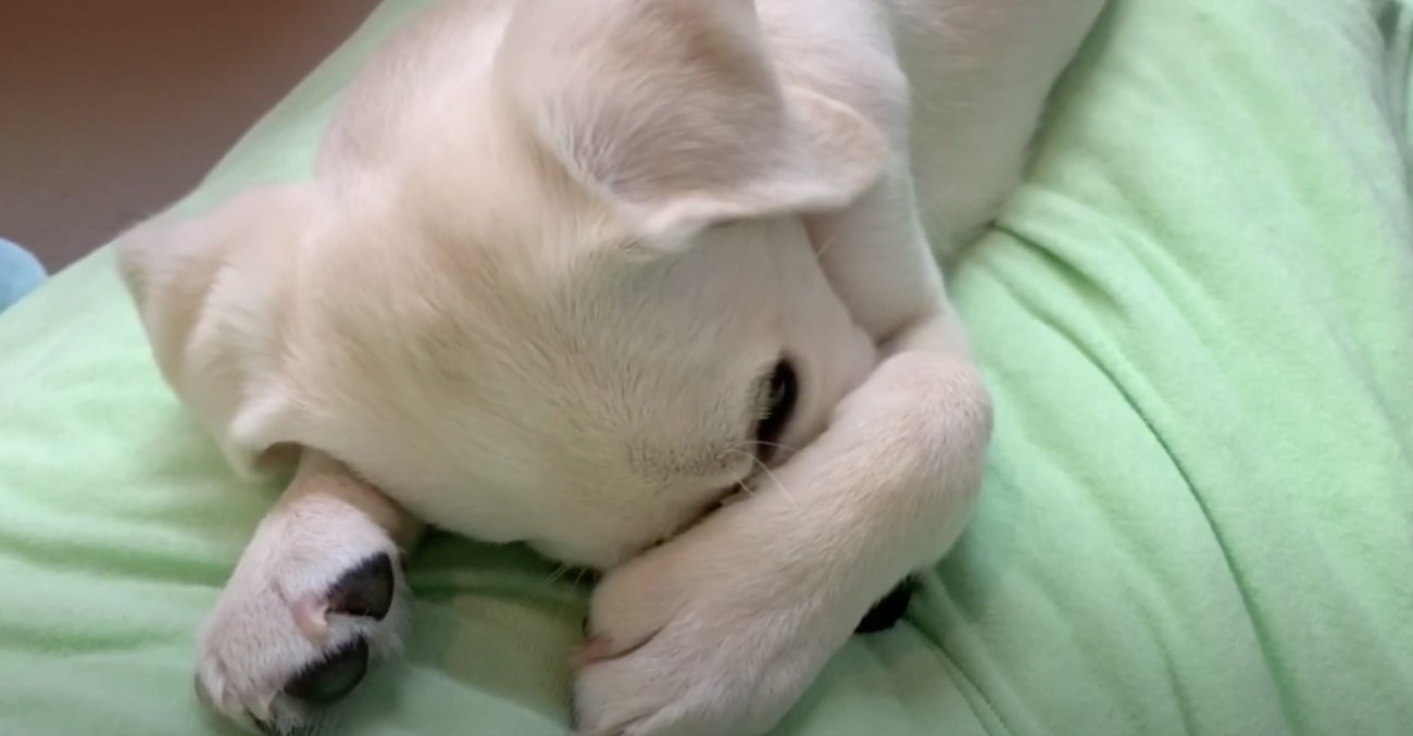 ラブラドールレトリーバー,動画