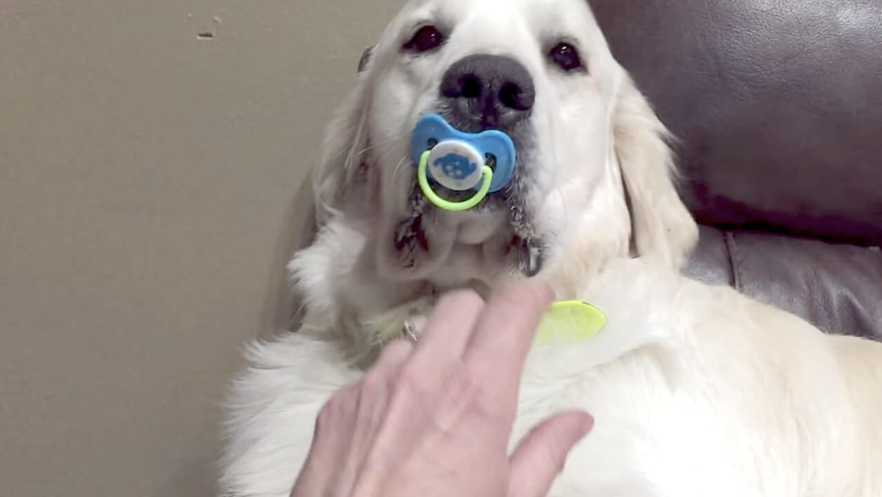 ゴールデンレトリーバー,動画