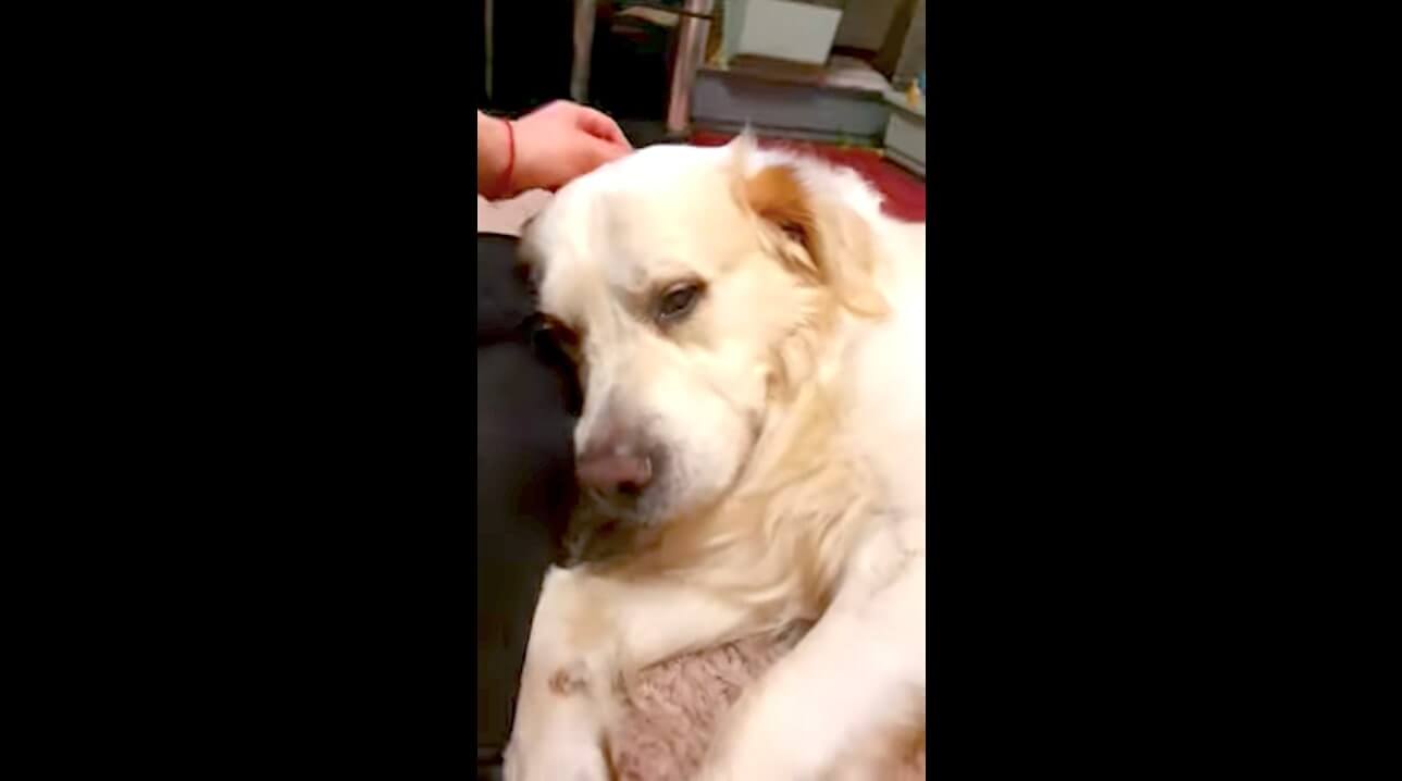 ゴールデンレトリーバー,動画