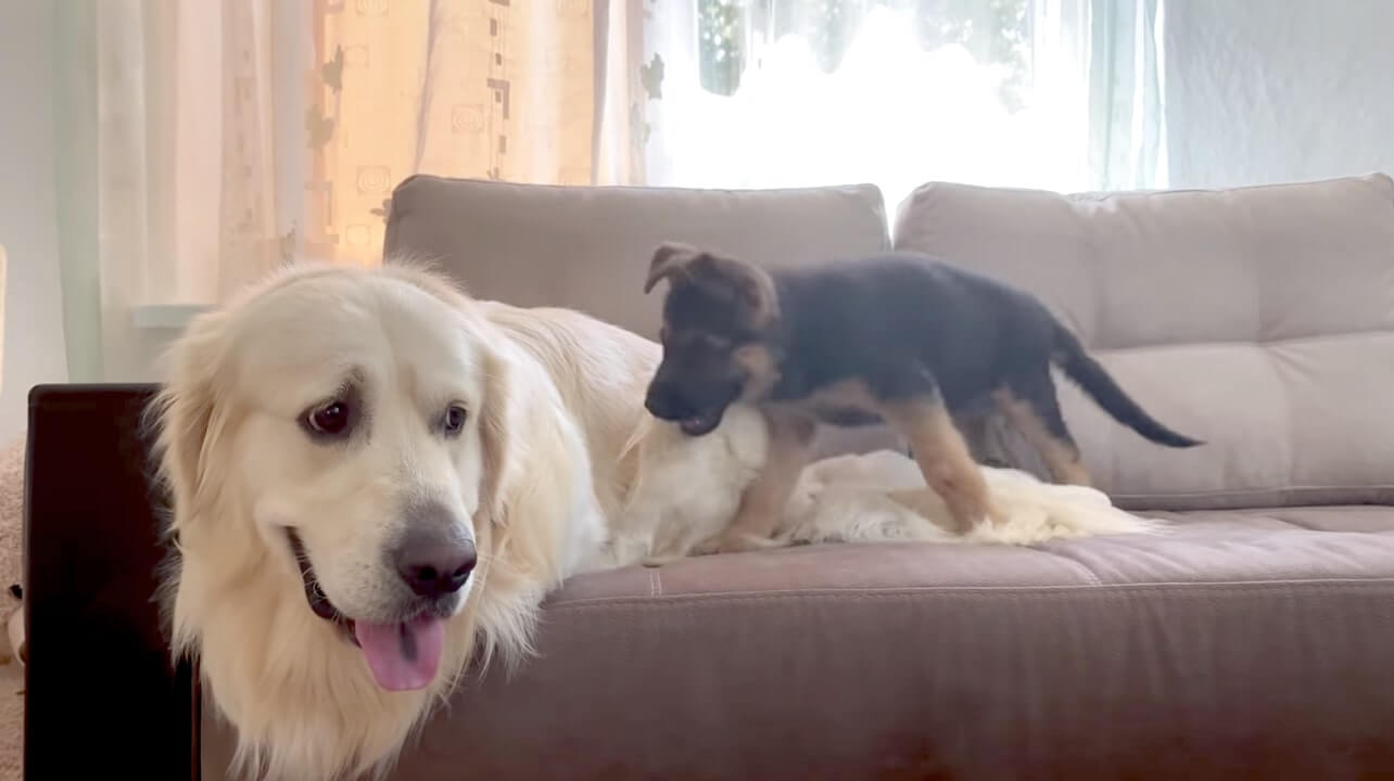 ゴールデンレトリーバー,動画