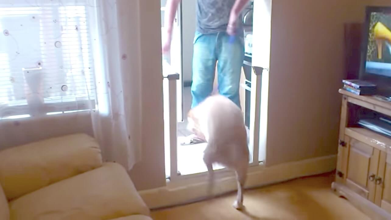 ラブラドールレトリーバー,動画