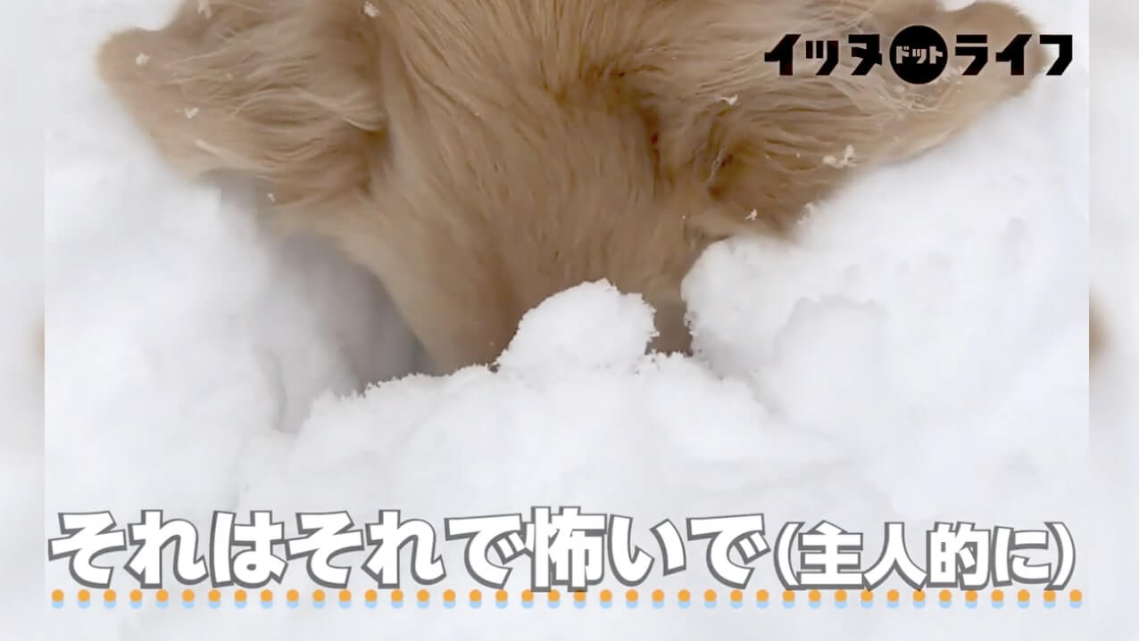 ゴールデン,動画,イッヌドットライフ