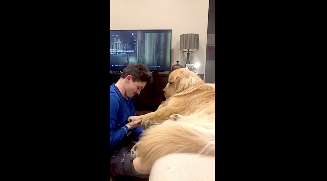 ゴールデンレトリーバー,動画