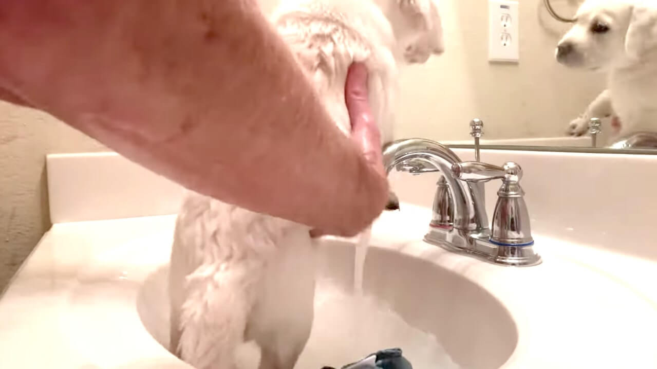 ラブラドールレトリーバー,動画