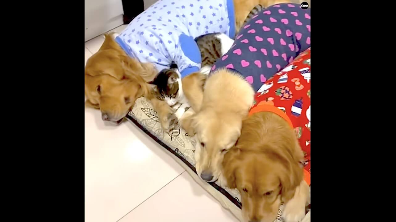 ゴールデンレトリーバー,動画