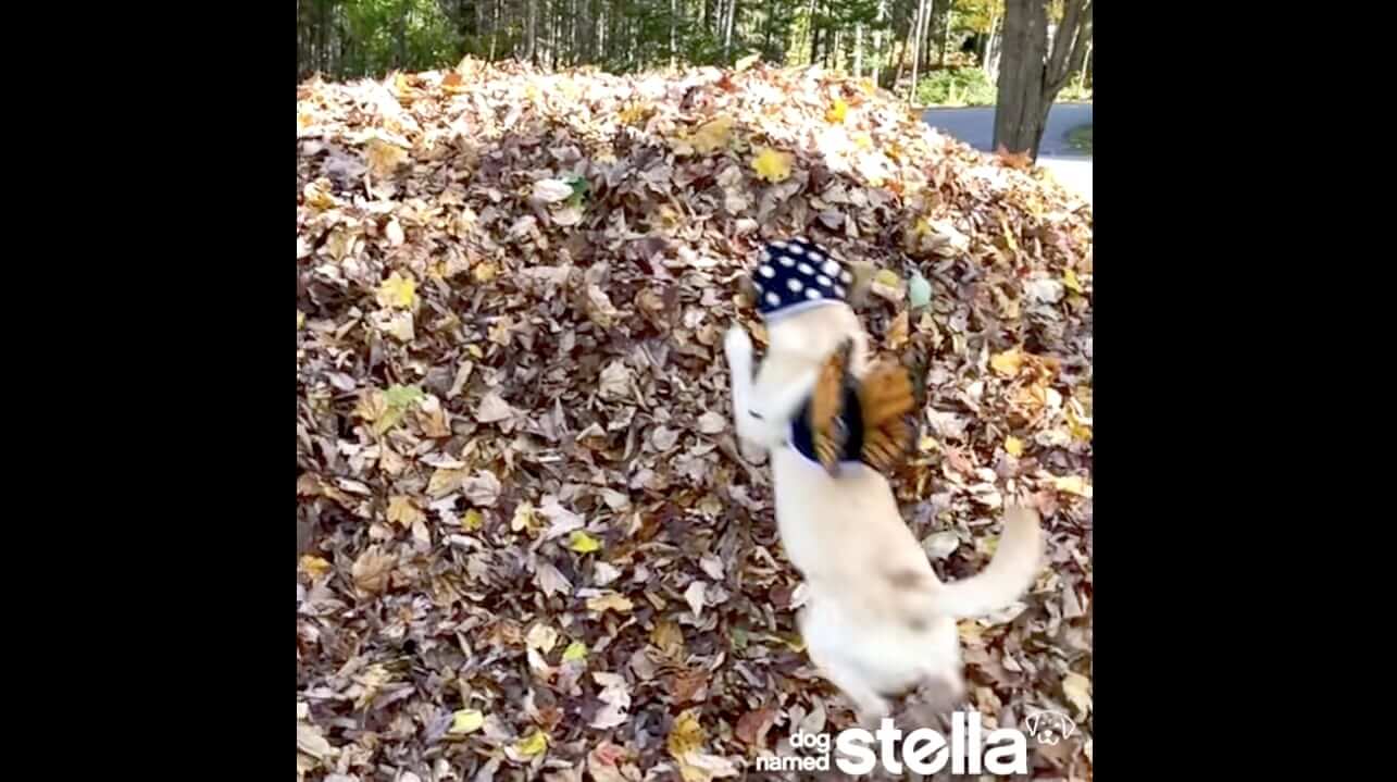 ラブラドールレトリーバー,動画