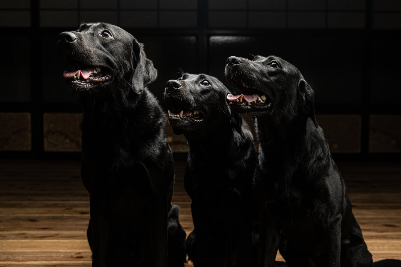 レトリーバー,フード,オリジン