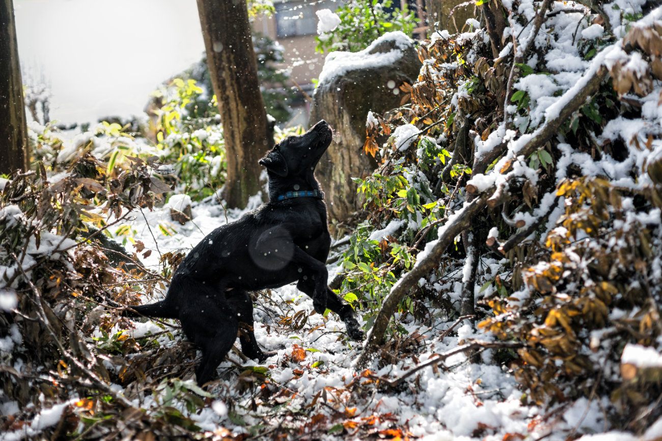 レトリーバー,フード,オリジン