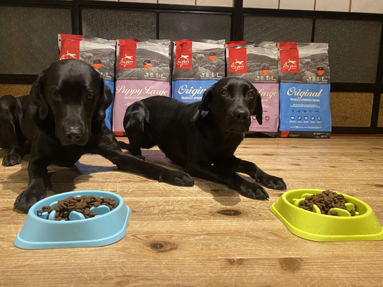 レトリーバー,フード,オリジン