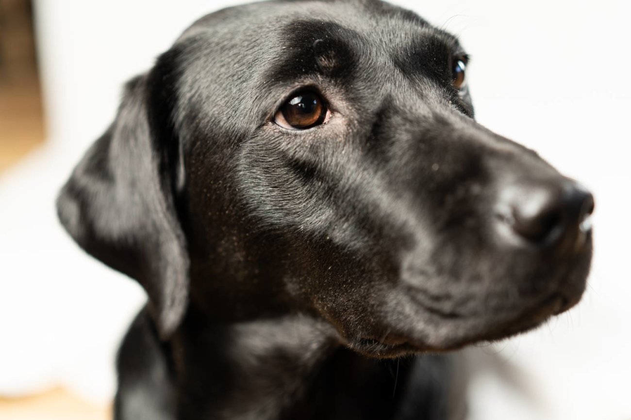 レトリーバー,フード,オリジン