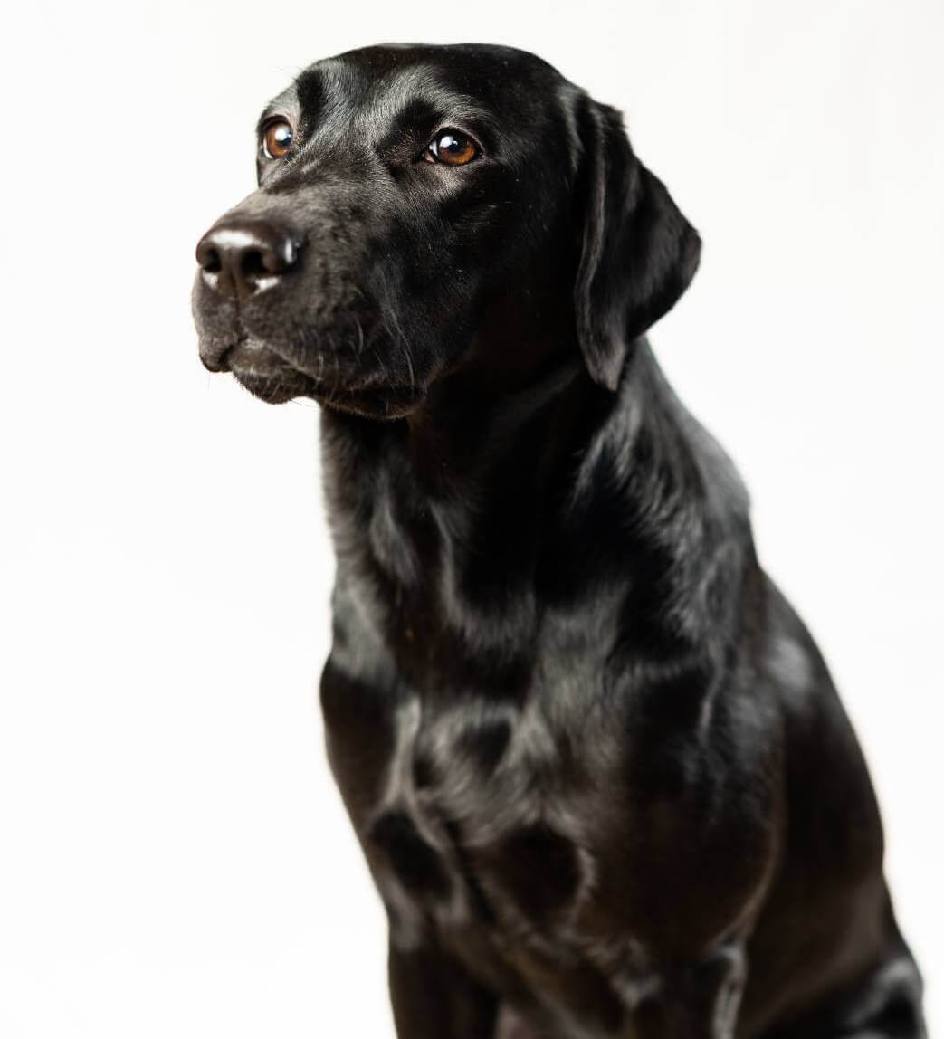 レトリーバー,フード,オリジン