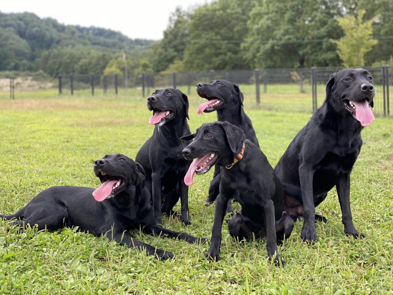 レトリーバー,フード,オリジン