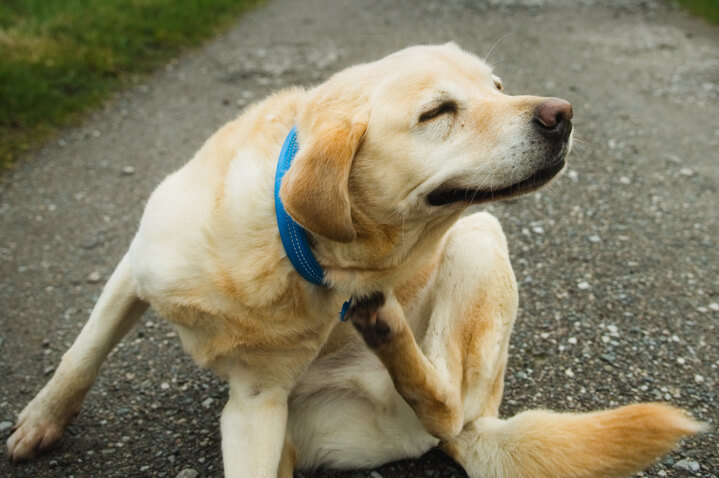 レトリーバー,パナソニック,からまないブラシ