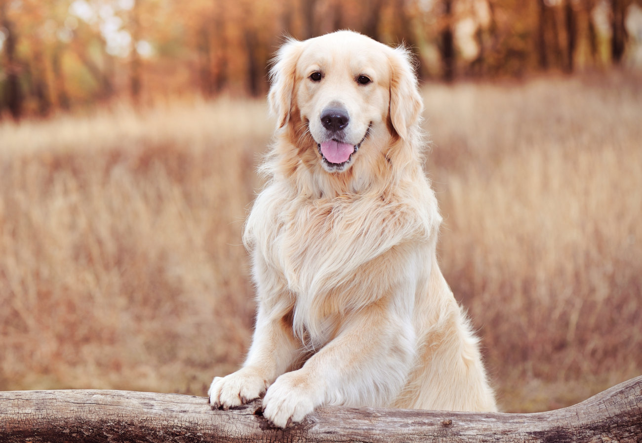 レトリーバー,フード,オリジン