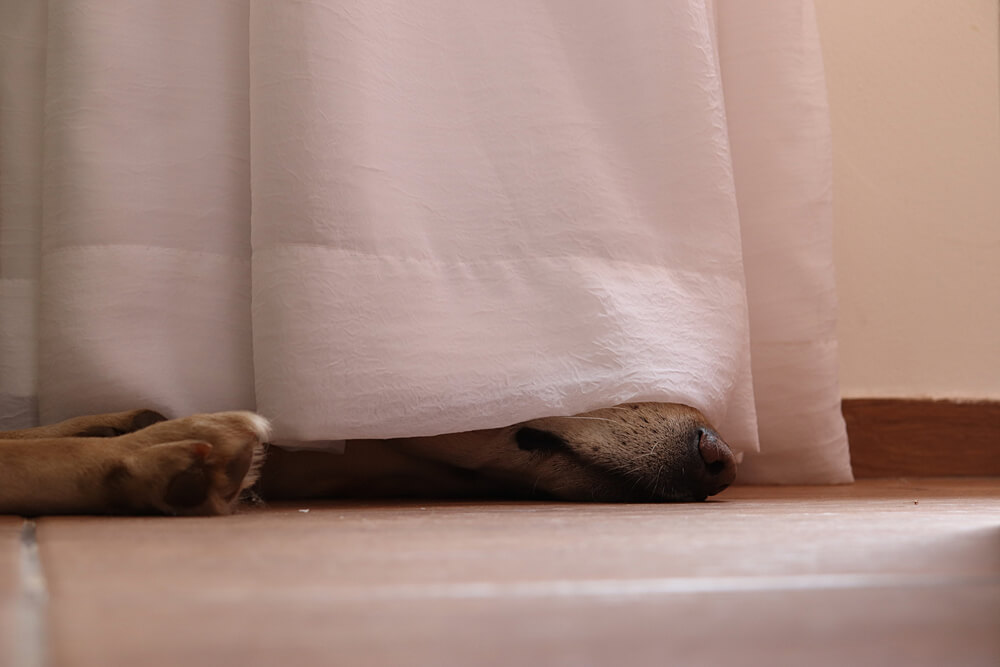 レトリーバー,パナソニック,からまないブラシ