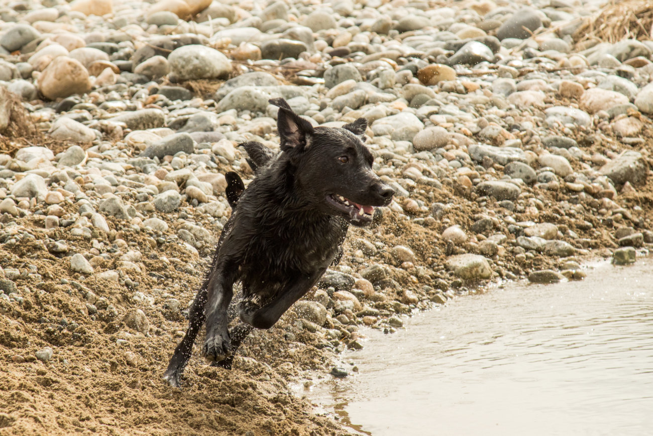 レトリーバー,フード,オリジン