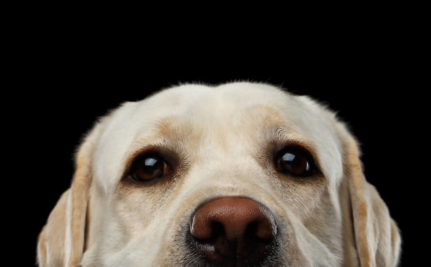 レトリーバー,パナソニック,からまないブラシ