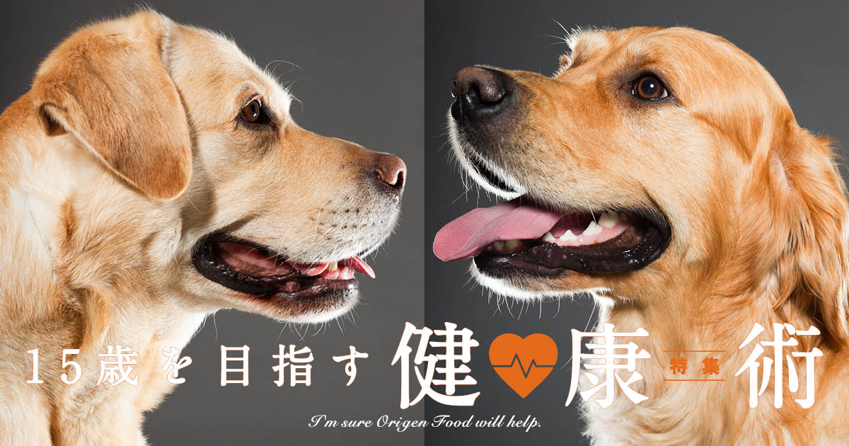 レトリーバー,フード,オリジン