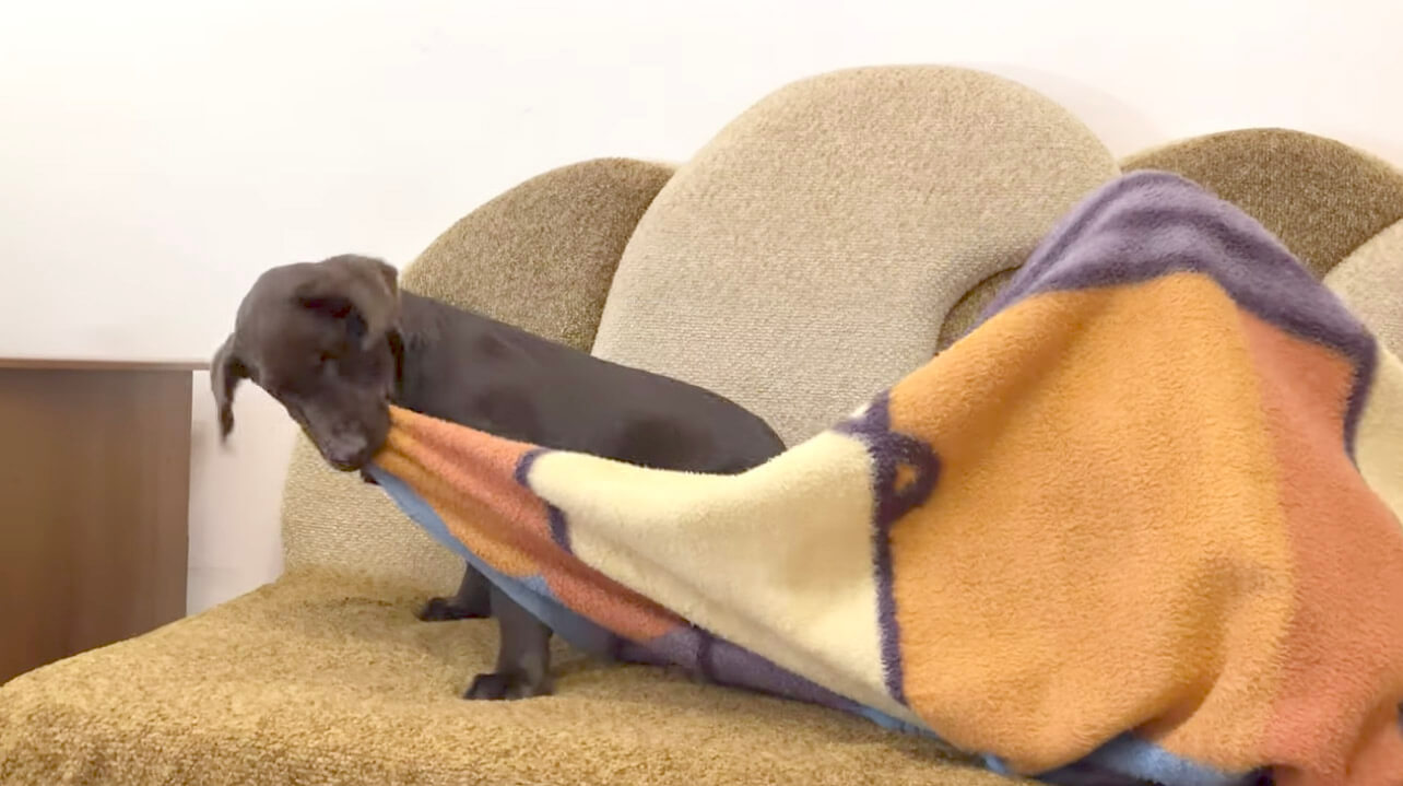 ラブラドールレトリーバー,動画