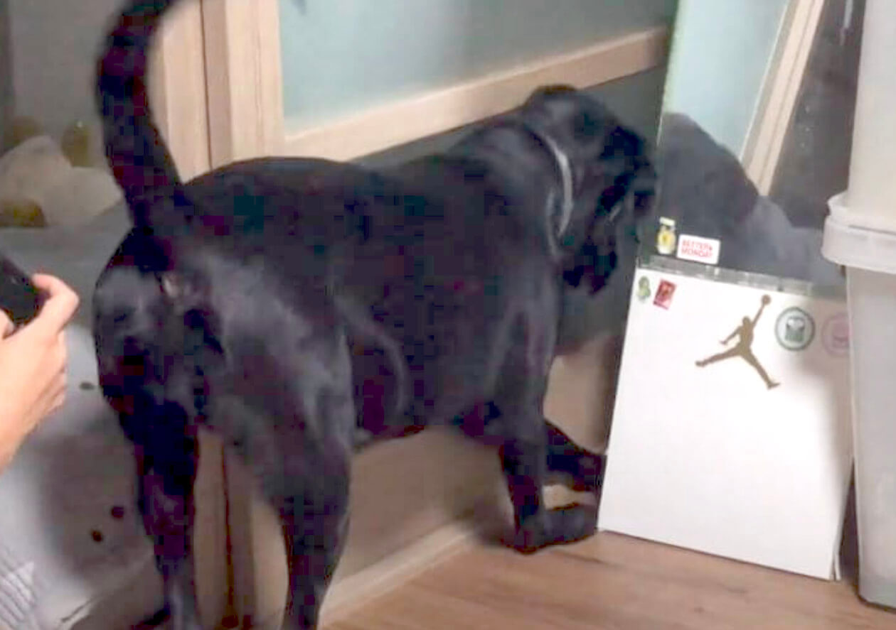 ラブラドールレトリーバー,動画