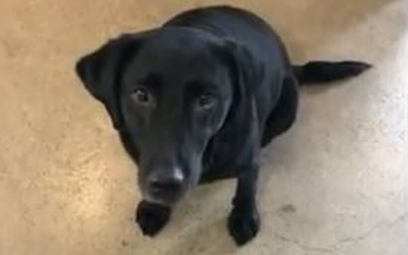 ラブラドールレトリーバー,動画