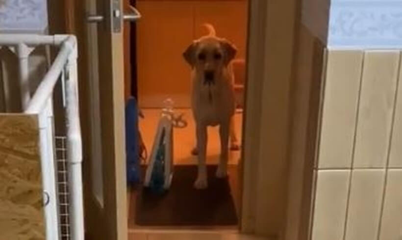 ラブラドールレトリーバー,動画