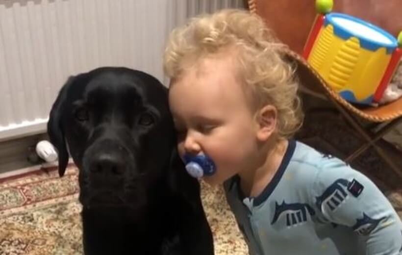 ラブラドールレトリーバー,動画