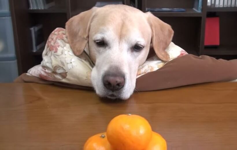 ラブラドールレトリーバー,動画