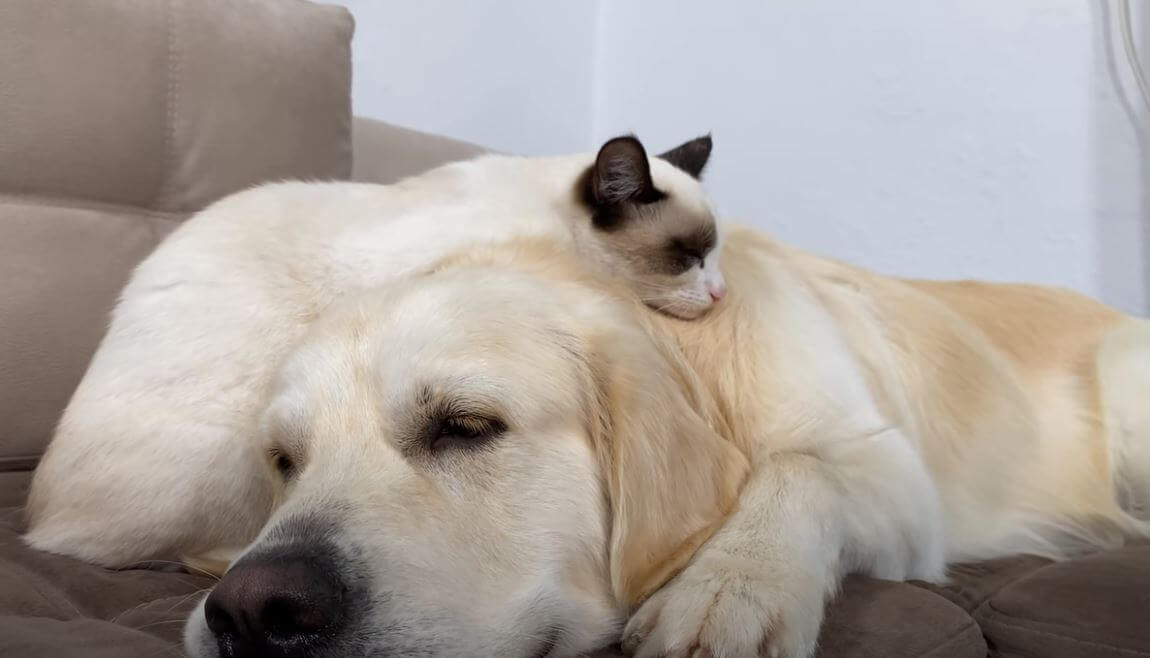 ゴールデンレトリーバー,動画