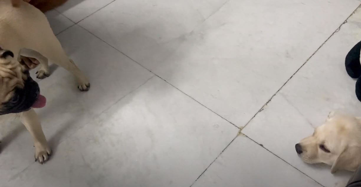 ラブラドールレトリーバー,動画