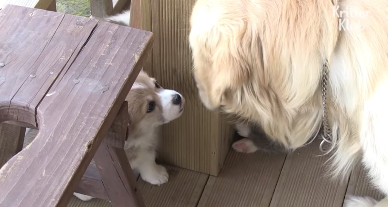 ゴールデンレトリーバー,動画