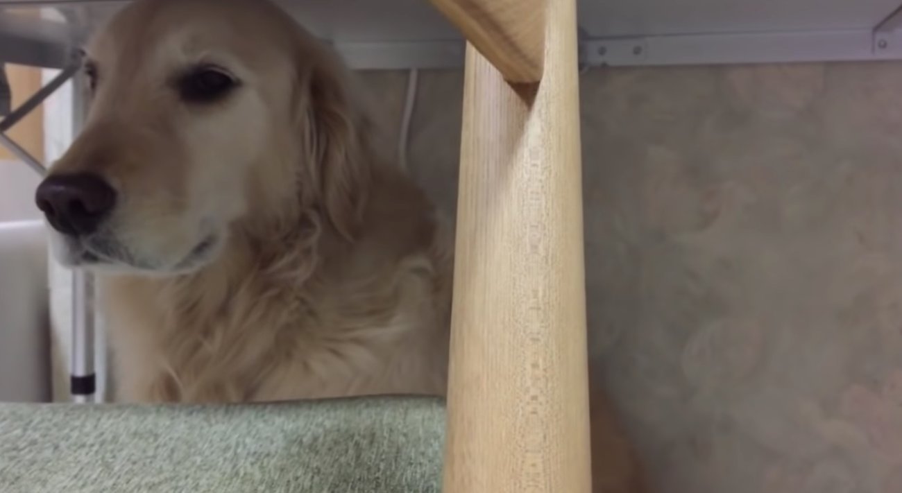 ゴールデンレトリーバー,動画