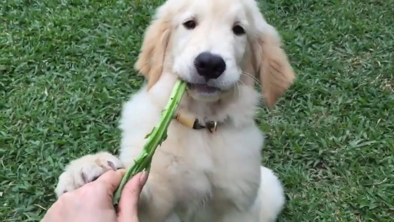 ゴールデンレトリーバー,動画