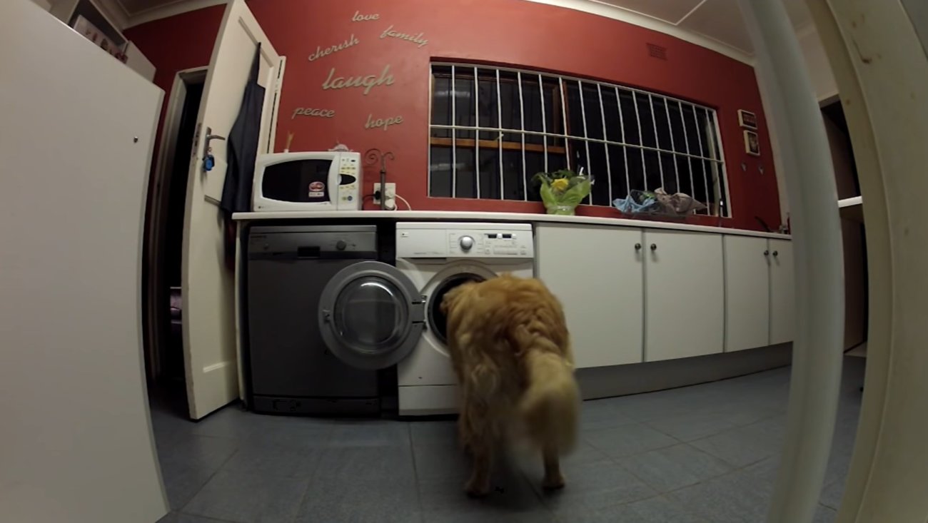 ゴールデンレトリーバー,動画