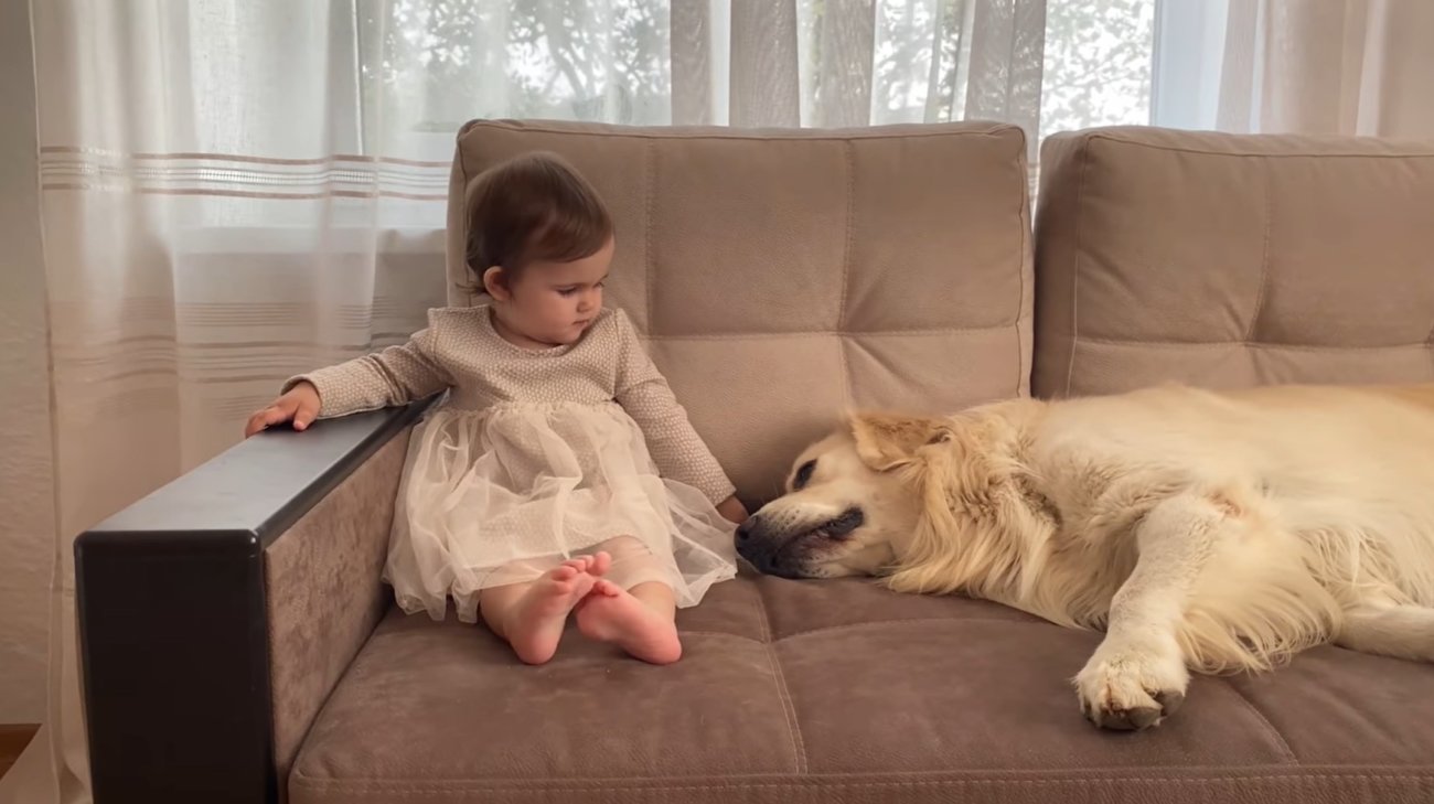 ゴールデンレトリーバー,動画