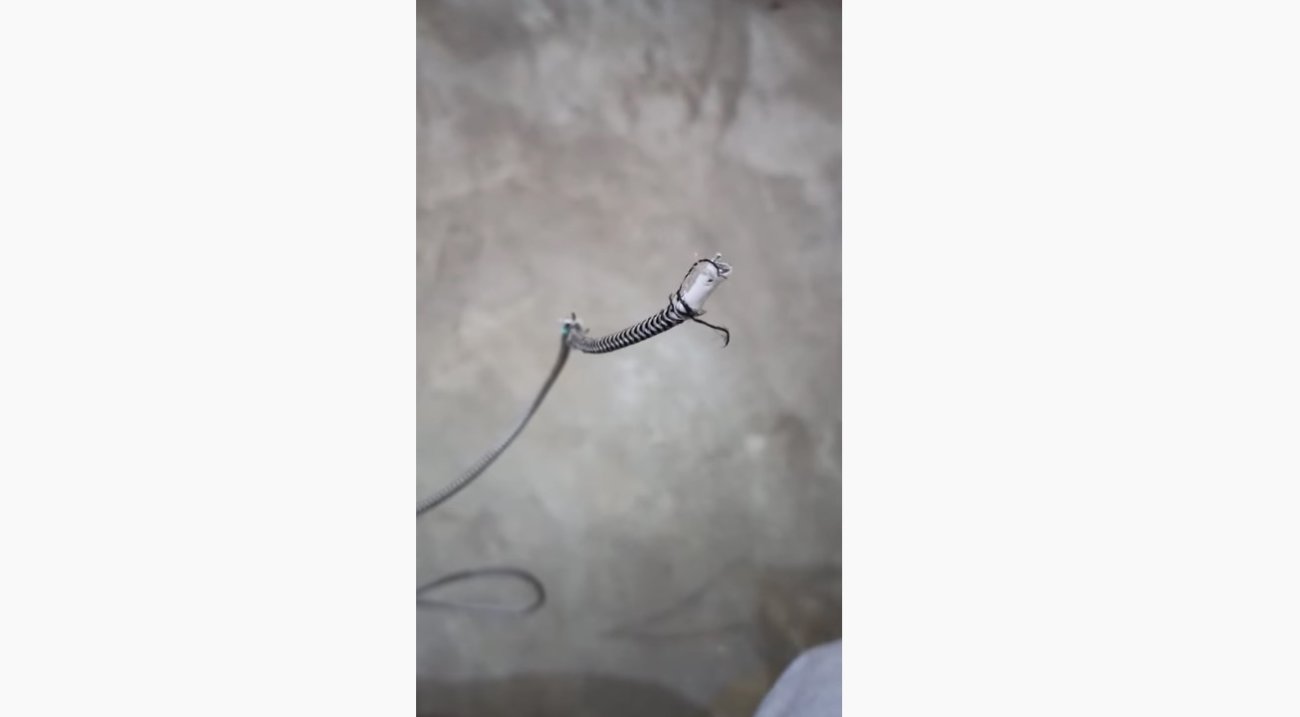 ラブラドールレトリーバー,動画