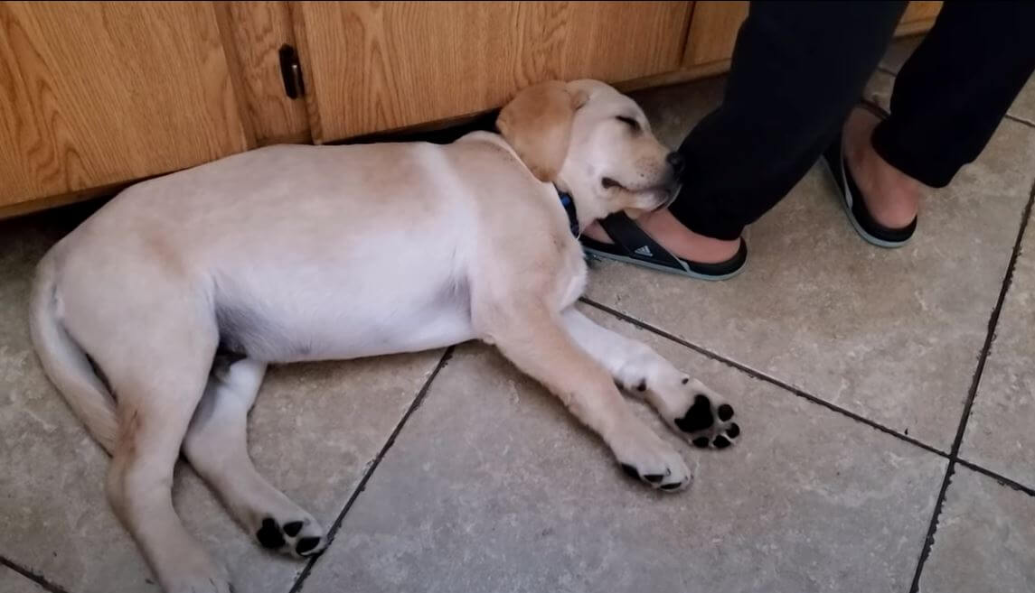 ラブラドールレトリーバー,動画