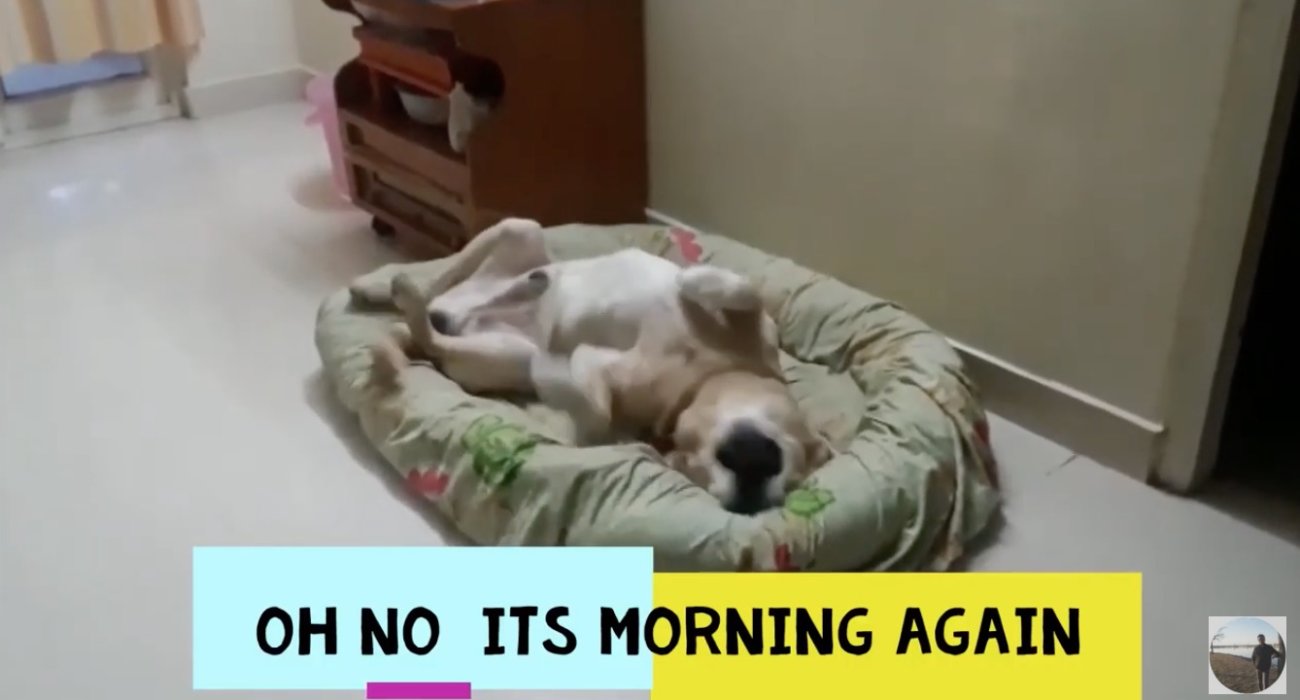 ラブラドールレトリーバー,動画