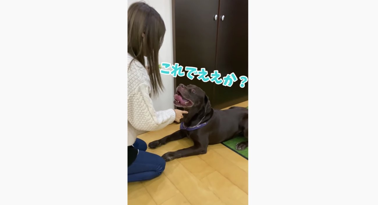 ラブラドールレトリーバー,動画