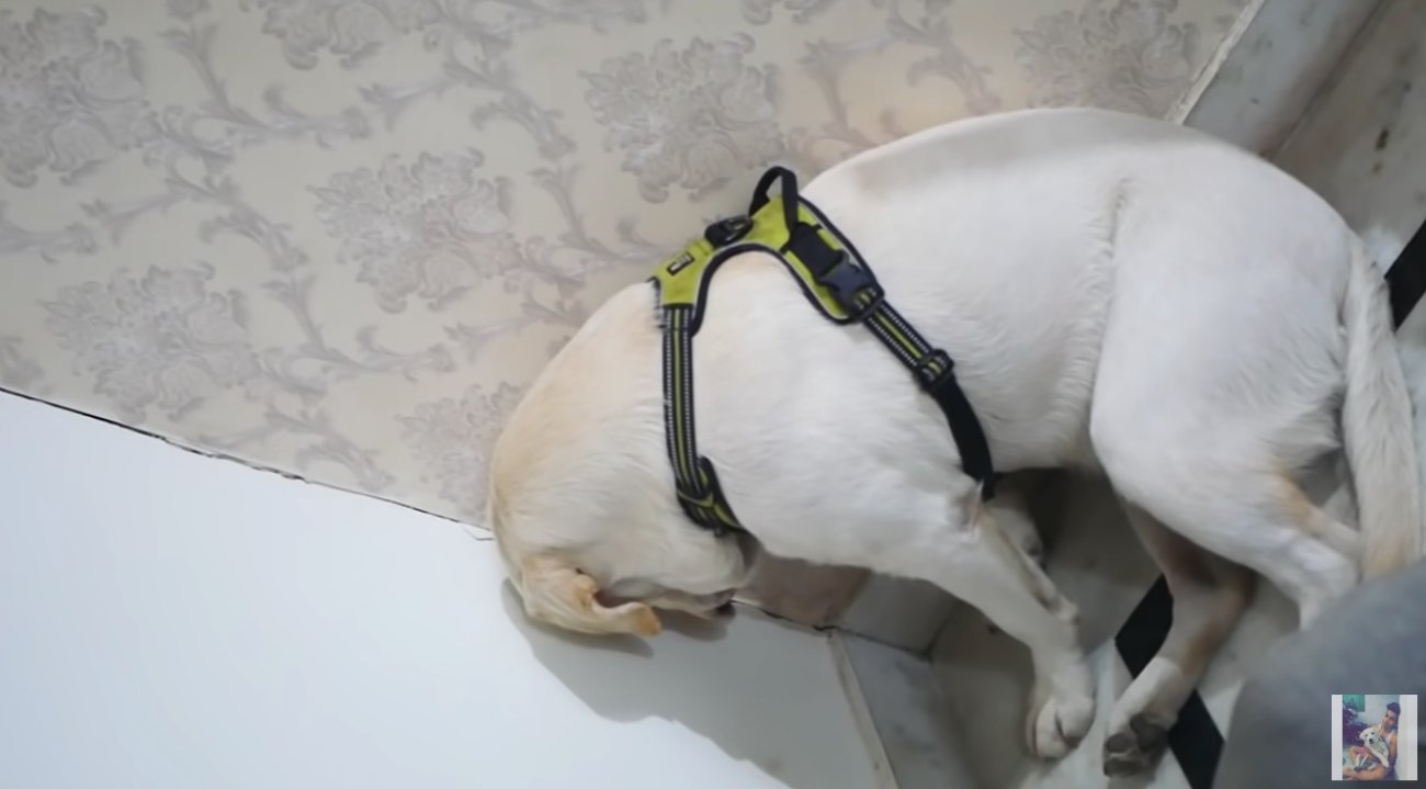 ラブラドールレトリーバー,動画