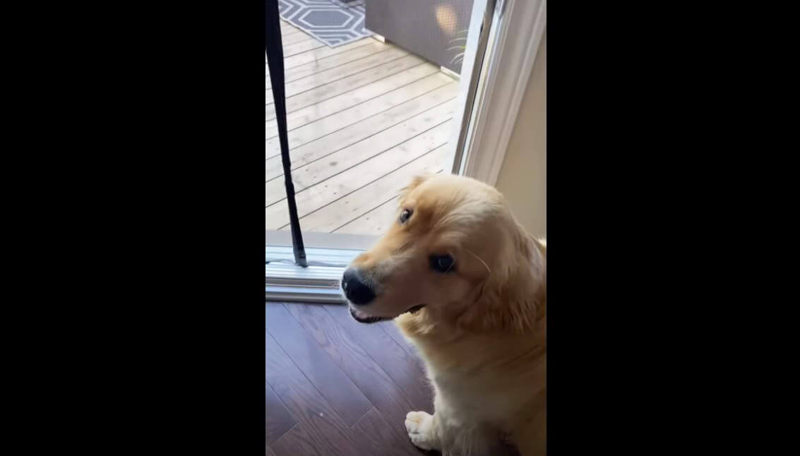 ゴールデンレトリーバー,動画