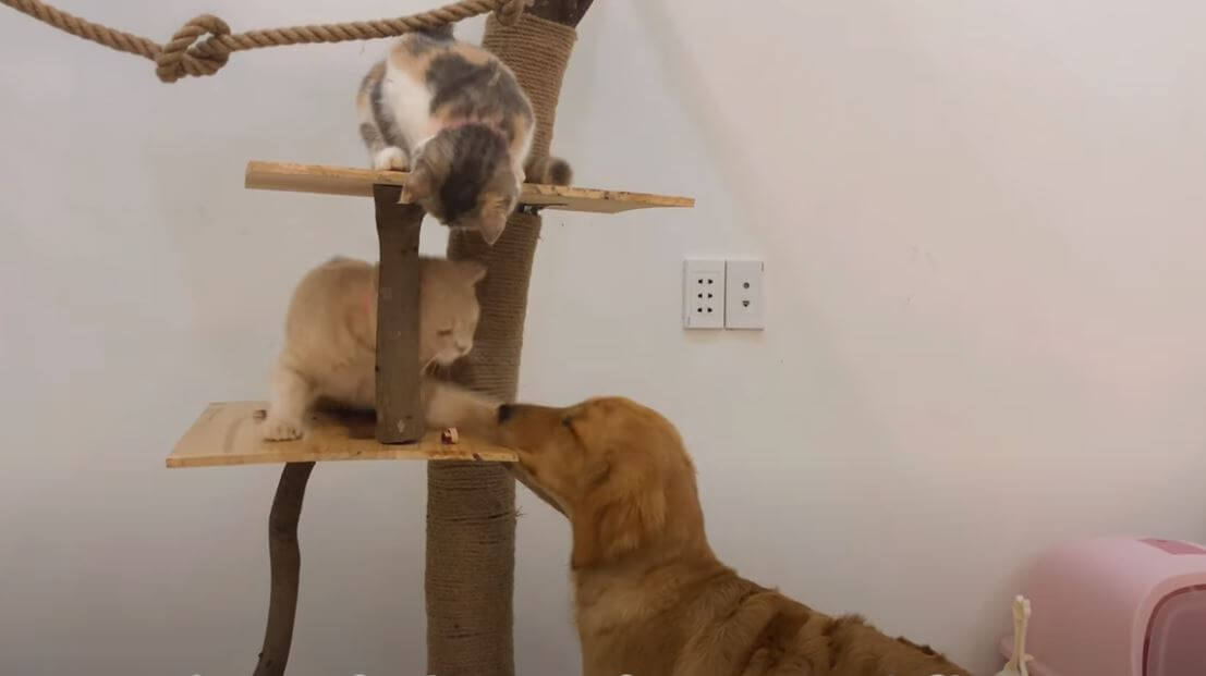 ゴールデンレトリーバー,動画