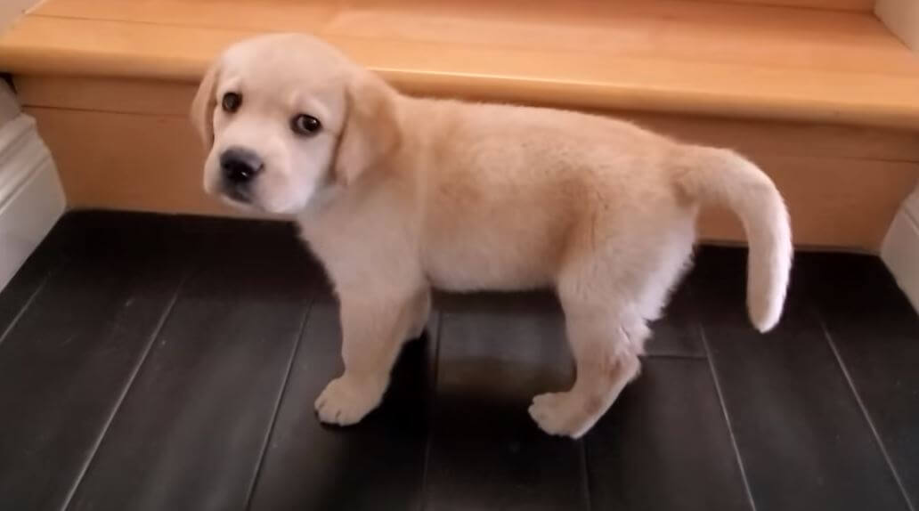 ラブラドールレトリーバー,動画