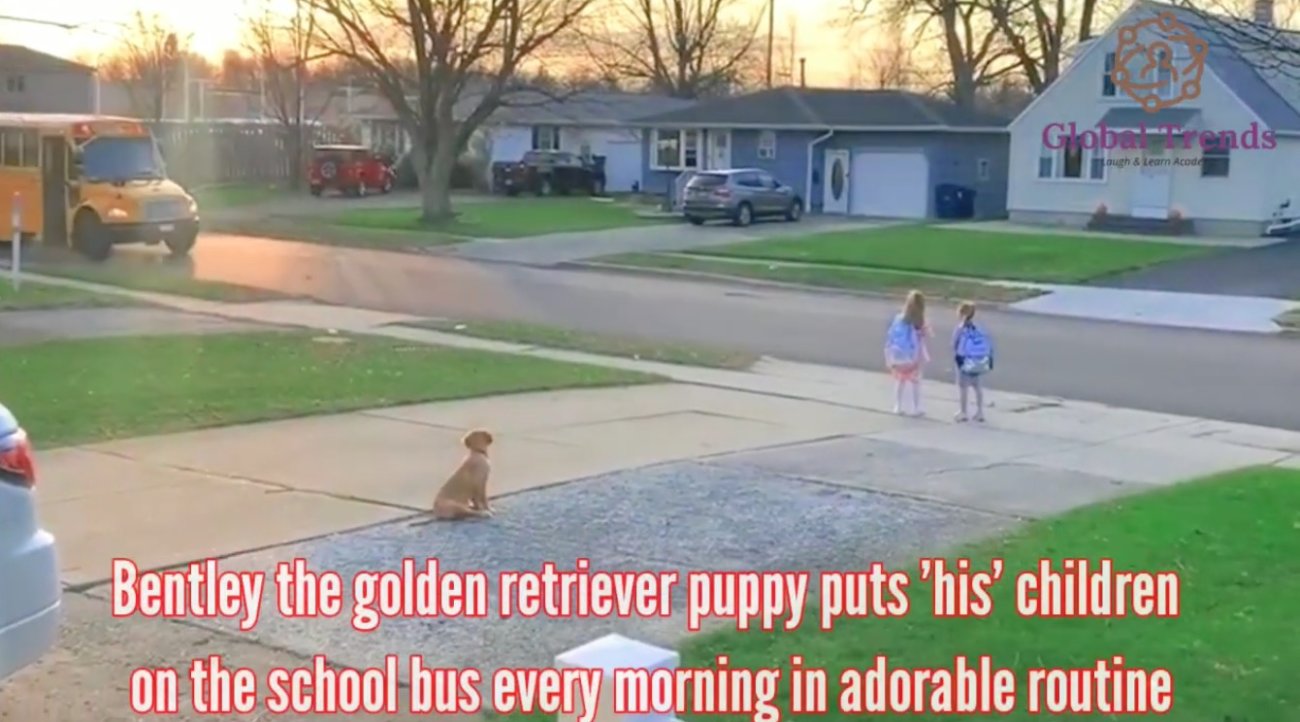 ゴールデンレトリーバー,動画