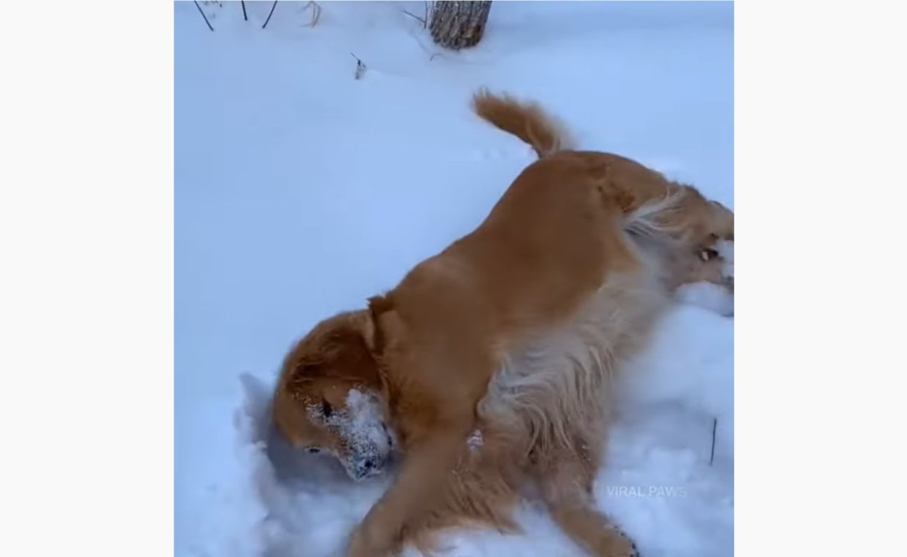 ゴールデンレトリーバー,動画