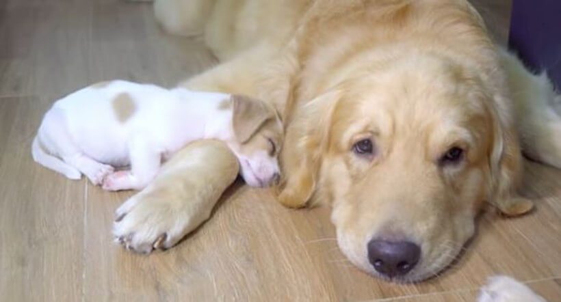 ゴールデンレトリーバー,動画