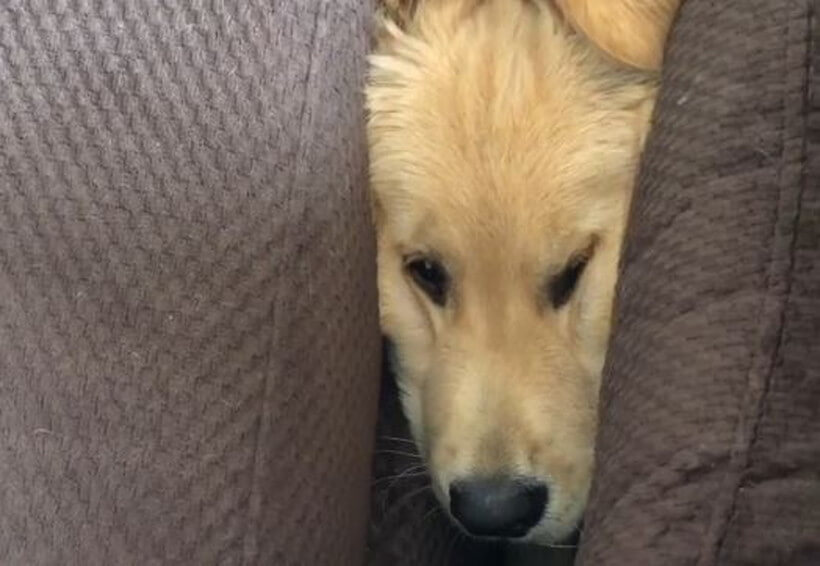 ゴールデンレトリーバー,動画