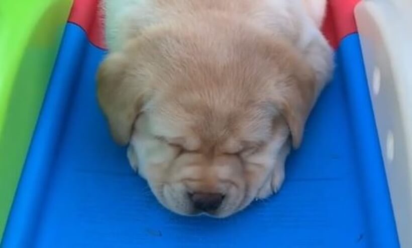 ラブラドールレトリーバー,動画