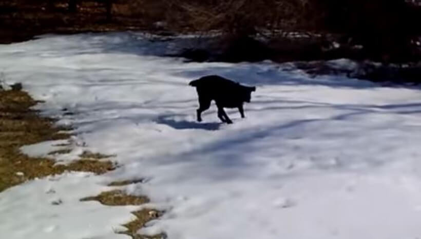 ラブラドールレトリーバー,動画