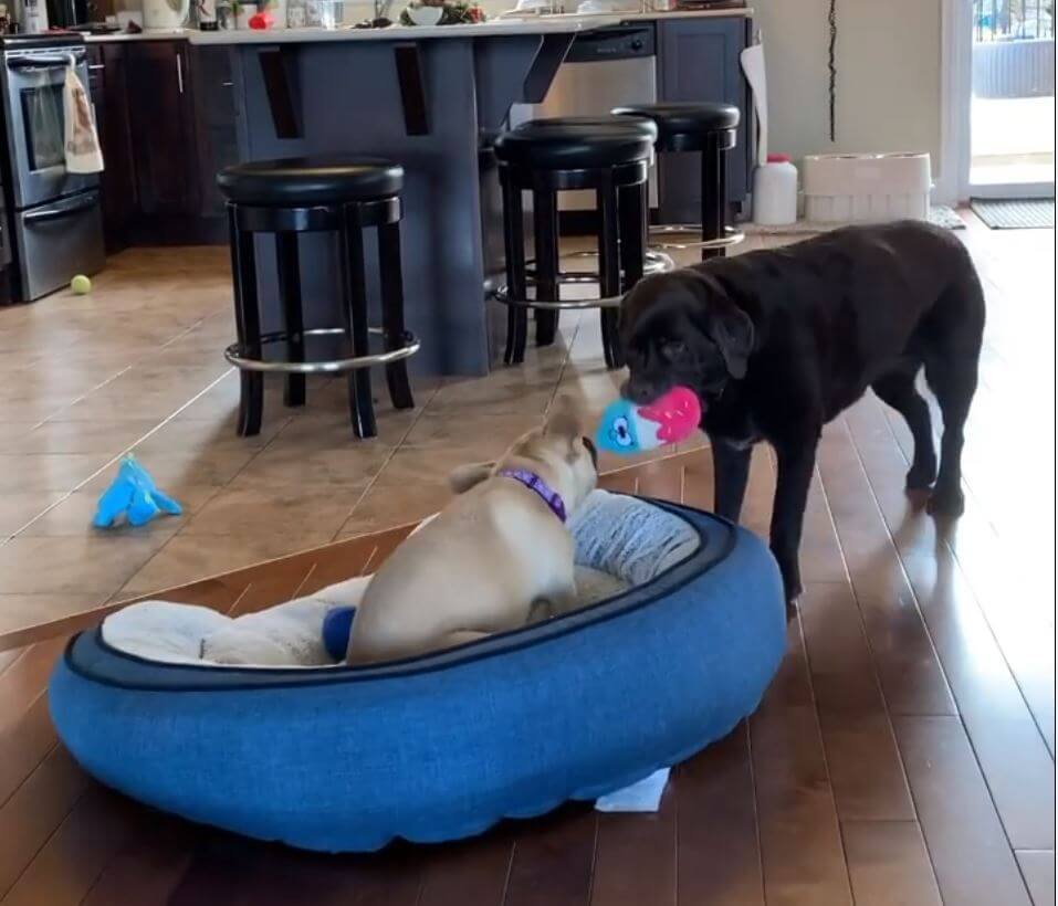 ラブラドールレトリーバー,動画